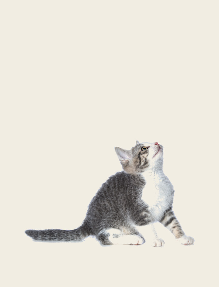 Biscuit