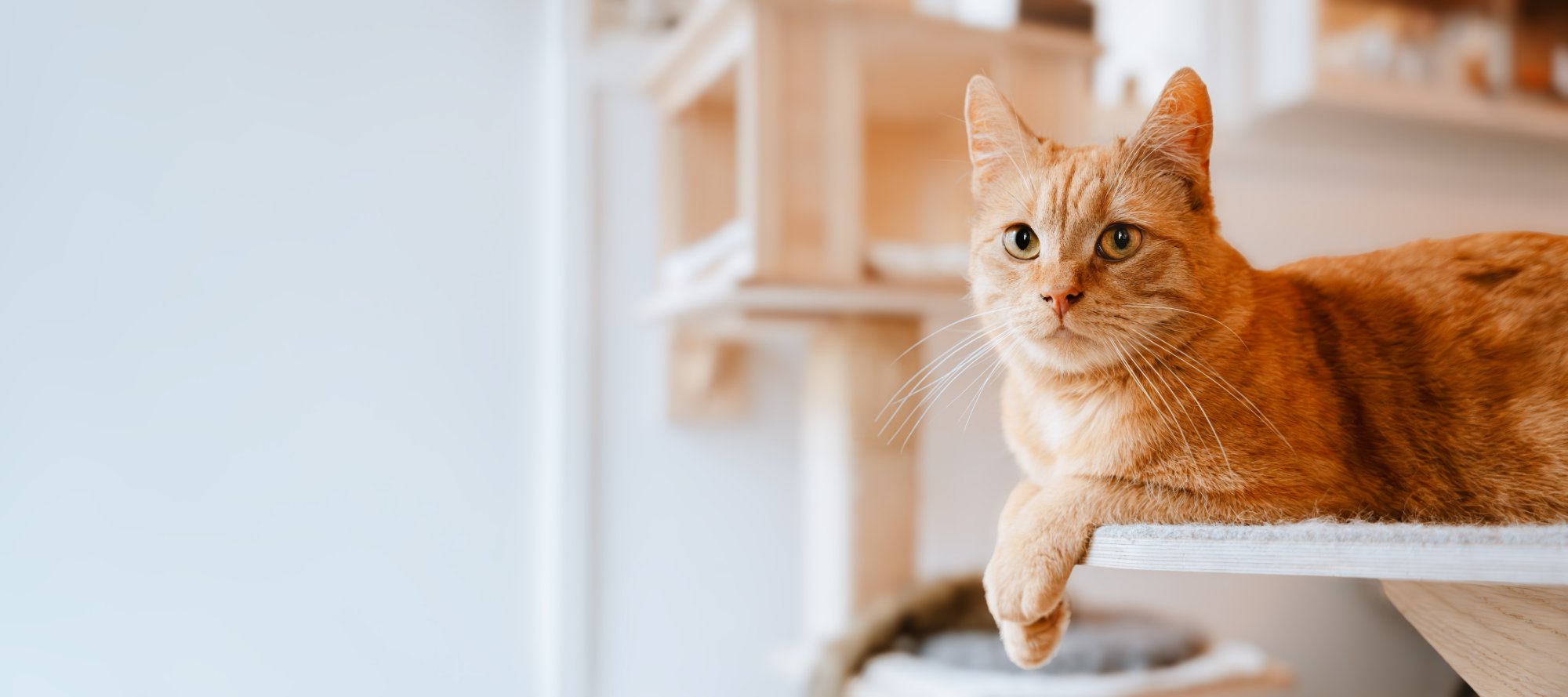 A ginger cat resting on a shelf inside CatLands Lounge